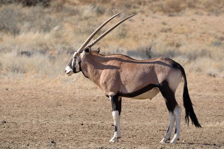 Oryx  Gemsbok  in the Kgalagadi Transfrontier Park, South Africaの写真素材