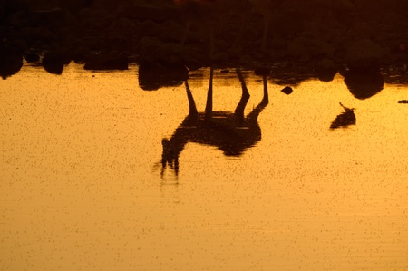 Reflection of a Springbok at sunset  in the Etosha National Park in Namibiaの写真素材