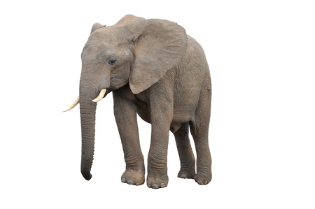 An Elephant from Addo Elephant National Park isolated on whiteの写真素材