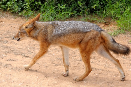 Black-backed jackal, Canis mesomelas, in the Addo Elephant National Park, South Africaの写真素材