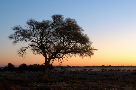 Sunset view of the waterhole, Okaukeujo Rest Camp,  Etosha National Park, Namibiaの写真素材