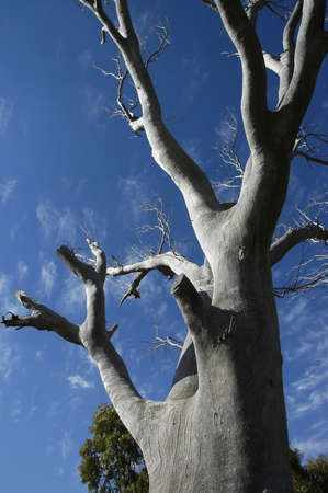 Tree and branches against the blue skyの写真素材