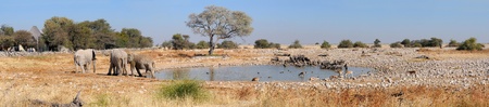 Panorama from four photos of Okaukeujo waterhole, Etosha National Park, Namibiaの写真素材