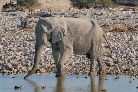 Elephant drinking water at Okaukeujo in the Etosha National Park, Namibiaの写真素材