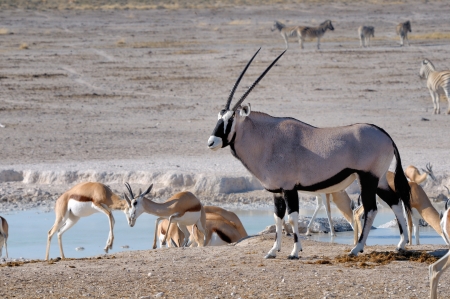 Two Sprinbok fighting and Orix  Gemsbok , Nebrownii waterhole, Etosha National Park, Namibiaの写真素材