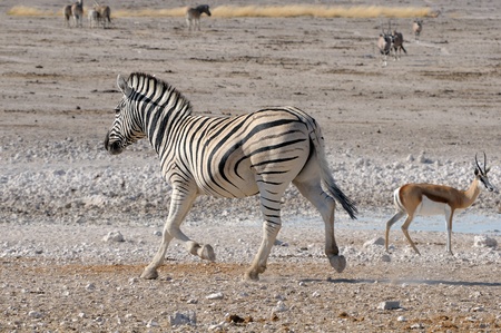 Lonely Zebra running, Etosha National Park, Namibiaの写真素材