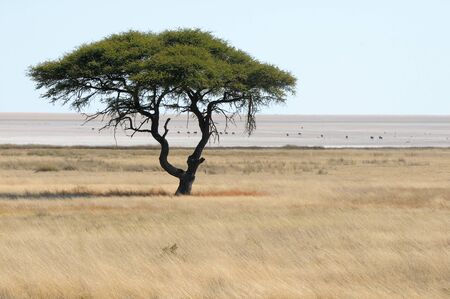 Lonely tree landscape at the Etosha Panの写真素材
