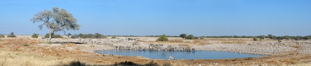Panorama from four photos of Okaukeujo waterhole, Etosha National Park, Namibiaの写真素材