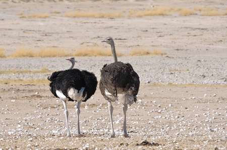 A male  left  and female  right  Ostrich in the Etosha National Park, Namibiaの写真素材