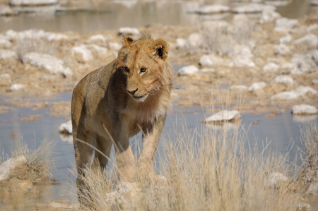 Lion in the Etosha National Park, Namibiaの写真素材