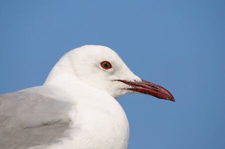 Grey-headed Gull at Walvisbay in Namibiaの写真素材