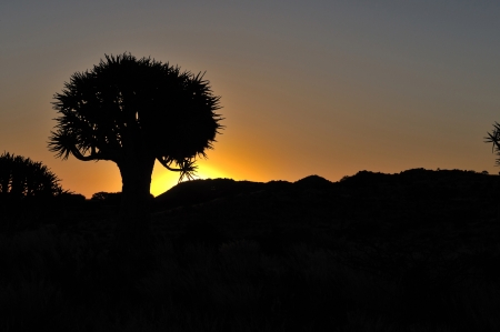Sunset at the Quiver Tree Forest near Keetmanshoop, Namibiaの写真素材