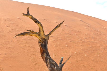 A lonely tree skeleton at Deadvlei near Sossusvlei, Namibiaの写真素材