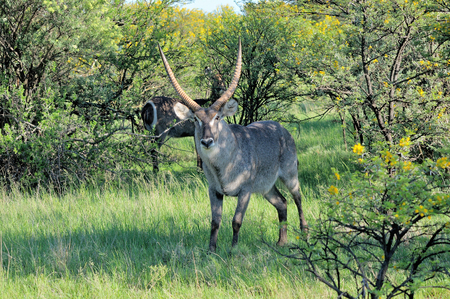 Waterbuck, Kobus ellipsiprymnus, hiding in the shadeの写真素材