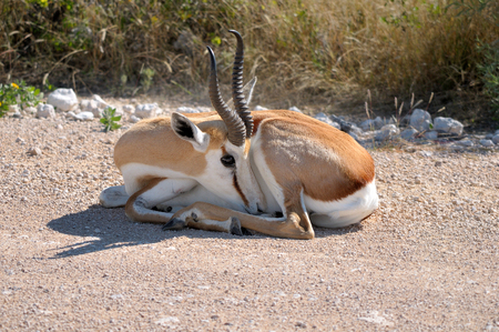 Springbok lying on the road onto get some heat on a cold morning, Etosha National Park, Namibiaの写真素材
