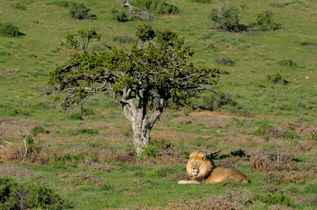 A Kalahari lion, panthera leo, in the Kuzuko contractual area of the Addo Elephant National Park in South Africaの写真素材