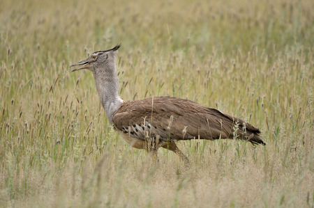 Kori Bustard in the Kgalagadi Transfrontier Park, South Africa  It is the biggest bird capable of flyingの写真素材