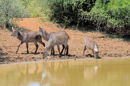 Young Waterbuck, Kobus ellipsiprymnus, at Stofdam in the Mokala National Park, South Africaの写真素材