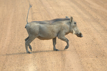 Warthog, wild member of the pig familyの写真素材