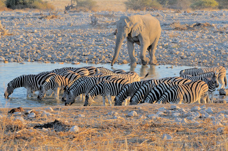 Elephant and zebras at Okaukeujo in the Etosha National Park, Namibiaの写真素材