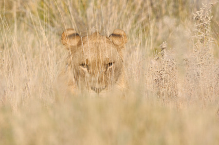 Lion hiding in the grass in the Etosha National Park, Namibiaの写真素材