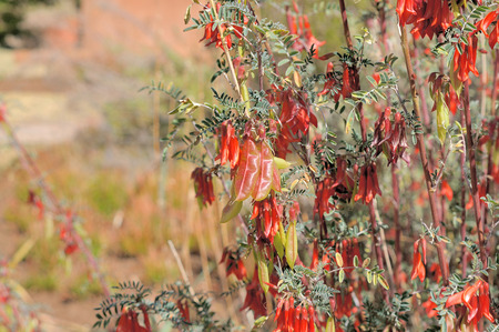 Cancer bush, also called Balloon pea, in the Free State Botanical Gardens in Bloemfontein, South Africaの写真素材