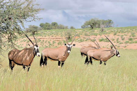 Oryx (Gemsbok) in the Kgalagadi Transfrontier Park, South Africaの写真素材