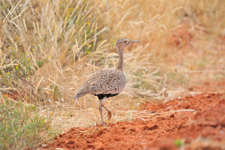 Female Red-crested Korhaan or Red-crested Bustard in the Mokala National Parkの写真素材