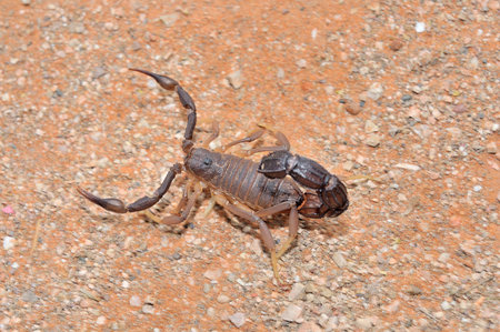 Granulated thick-tailed scorpion, Parabuthus granulatus, in the Kalahariの写真素材