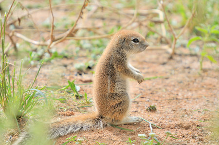 Cape Ground Squirrel (Xerus Inauris). Photo taken at Mata Mata in the Kgalagadi Transfrontier Park, South Africaの写真素材