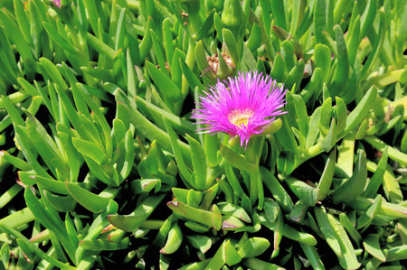 Sour fig, also known as Hottentot fig, Carpobrotus edulisの写真素材