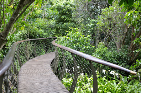 Kirstenbosch Centenary Tree Canopy Walkway called the Boomslang (Tree Snake), winding for 130 meters like a snake 12 meters above the groundの写真素材