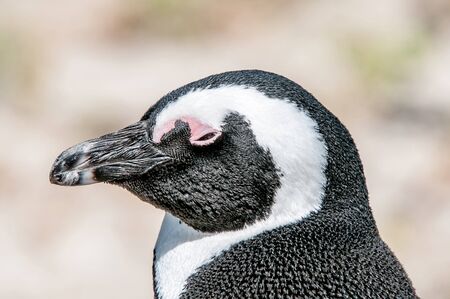 African penguin (Spheniscus demersus), also known as the jackass penguin or black-footed penguin at the Boulders section of the Table Mountain National Park at Simonstown in Cape Town, South Africaの写真素材
