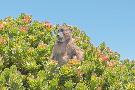 Chacma baboon (Papio ursinus), also known as the Cape baboon, in a protea shrub at Cape Point in the Table Mountain National Park in Cape Town, South Africa.の写真素材