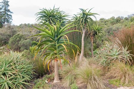 Several species of aloe including tree aloes on a farm near Stellenboschの写真素材