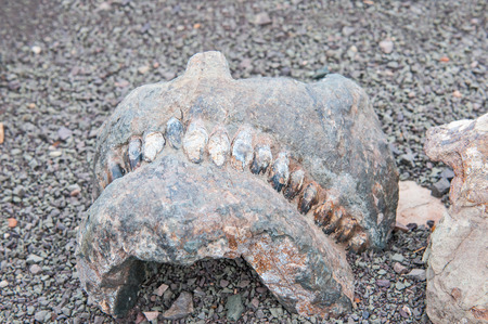 BEAUFORT WEST, SOUTH AFRICA - DECEMBER 2, 2014: Jaw and teeth of a Bradysaurus at the fossil trail in the Karoo National Parkのeditorial素材