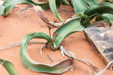 Welwitschia mirabilis, a monotypic gymnosperm from the arid western parts of northern Namibia and southern Angola. Grows only two leaves during its life of more than two thousand yearsの写真素材