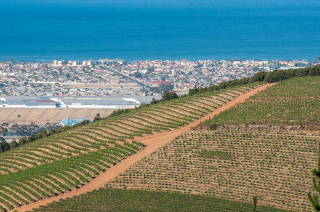 CAPE TOWN, SOUTH AFRICA - DECEMBER 15, 2014:  Vineyards at sunrise near Sir Lowrys Pass with Somerset West and Gordons Bay in the backのeditorial素材