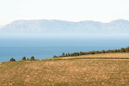 Vineyards at sunrise near Sir Lowrys Pass against a backdrop of False Bay and Kalk Bay Mountainsの写真素材