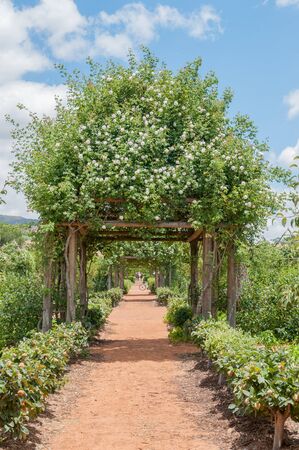 PAARL SOUTH AFRICA  DECEMBER 21 2014: Formal garden on the Babylonstoren farm near Paarl. Quince shrubs line this pathのeditorial素材