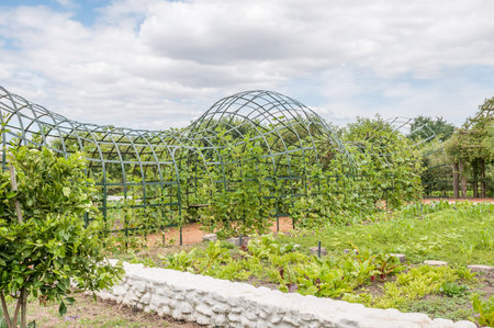 PAARL SOUTH AFRICA  DECEMBER 21 2014: Trellis for pumpkin plants on the historic Babylonstoren farm near Paarlのeditorial素材