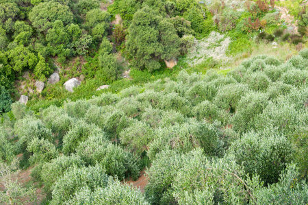 Young olive trees on a farm near Stellenboschの写真素材