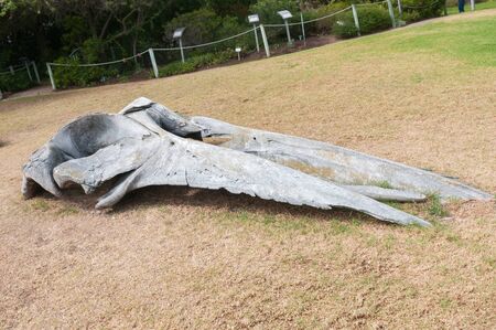 Head of a whale skeleton on display in the garden of the Diaz Museum in Mosselbay South Africaの写真素材