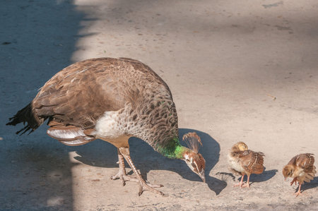 Two Peachicks and Peahen. A peachick  is the offspring of a Peacock and a Peahenの写真素材