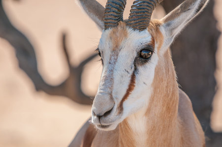 Close-up of a springbok face in the Kgalagadi Transfrontier Park in South Africaの写真素材