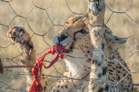 Feeding a cheetah in captivity near the Etosha National Park in Namibiaの写真素材