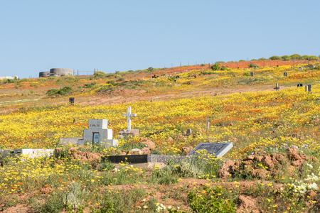 MOLSVLEI, SOUTH AFRICA - AUGUST 16, 2015: A carpet of indigenous flowers between graves in Molsvlei, a small village in the Namaqualand region of the Western Cape Province of South Africaのeditorial素材