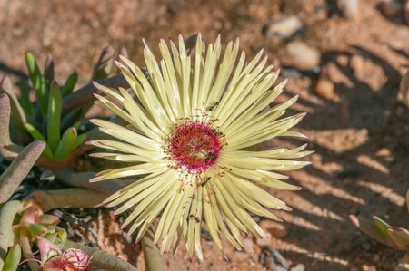 Ants feasting on the nectar of cephalophyllum pillansii, a prostrate succulent of Namaqualand. Photo taken at Gifberg Resortの写真素材