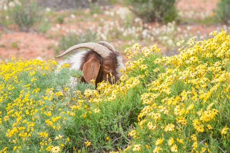 A boerbok boer goat, a species indigenous to Africa, eats flowers near Strandfontein in the Western Cape Province of South Africaの写真素材