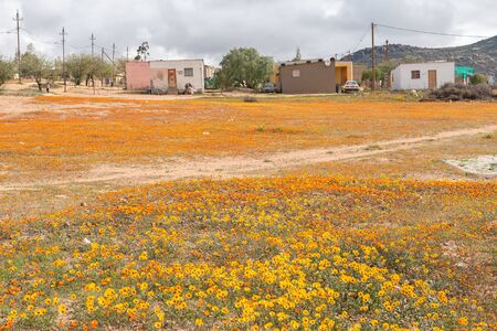 GARIES, SOUTH AFRICA - AUGUST 13, 2015: Indigenous orange and yellow daisies in Garies, a small town in the Namaqualand region of the Northern Capeのeditorial素材